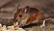24 Hour & Emergency Exterminators in Kent, OH